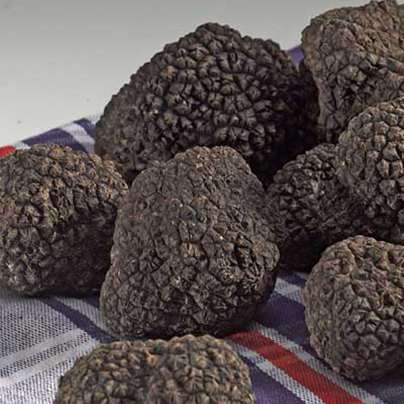 Truffe noire FRAICHE (categorie EXTRA), Plantin (17 g)  La Belle Vie :  Courses en Ligne - Livraison à Domicile